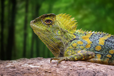 Close-up of a lizard