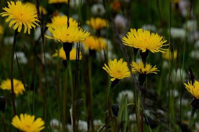 Close-up of yellow flowering plants on field