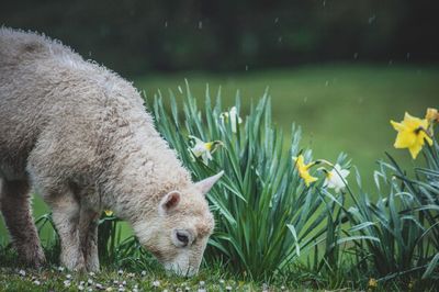 Sheep in water