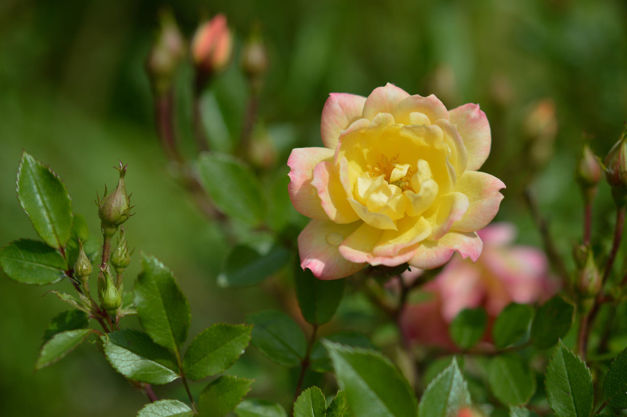 flower, plant, flowering plant, beauty in nature, rose, plant part, nature, leaf, freshness, petal, close-up, flower head, garden roses, inflorescence, pink, yellow, multi colored, wine, outdoors, fragility, no people, springtime, blossom, growth, summer, focus on foreground, rose wine, green, shrub, fashion show, environment