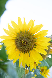 Close-up of yellow sunflower