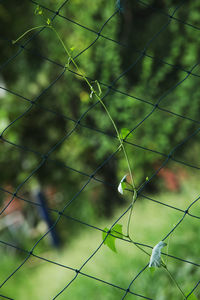 Close-up of lizard on plant