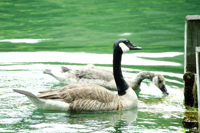 Swans swimming in lake