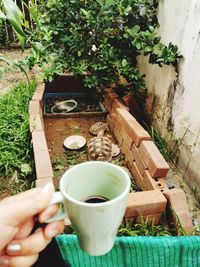 Midsection of woman holding potted plant in yard