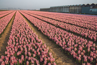 Pink flowering plants on field against sky