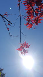 Low angle view of tree against sky