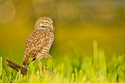 Close-up of owl perching on plant in field