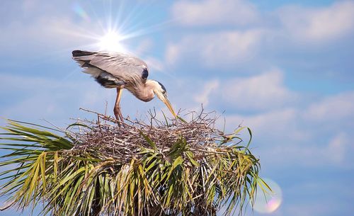 Low angle view of bird against sky