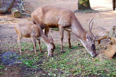 Deer and fawn feeding on plants