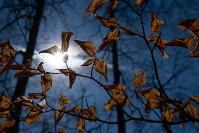 Close-up of dry leaves on plant during winter