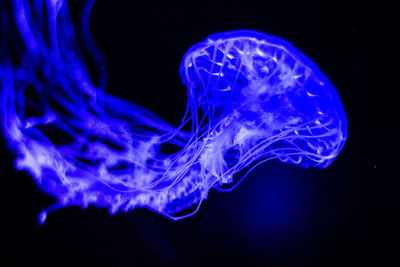 Close-up of jellyfish swimming in sea