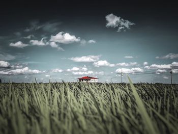 Scenic view of agricultural field against sky