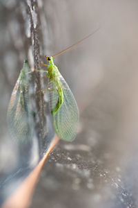 Close-up of insect