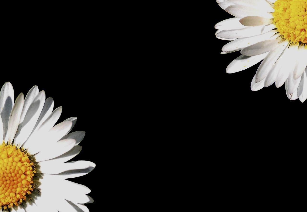 CLOSE-UP OF WHITE DAISY ON BLACK BACKGROUND