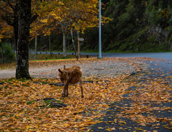 Dog in the forest