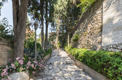 Footpath amidst plants in park