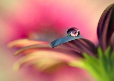 Close-up of purple flower