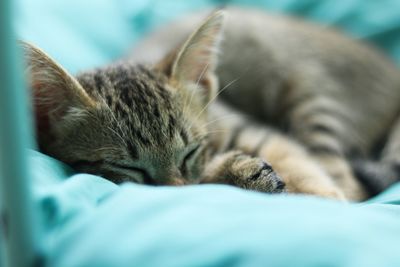 Close-up of cat sleeping on bed