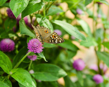 Close-up of butterfly pollinating on flower