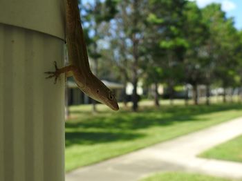 Close-up of lizard on tree