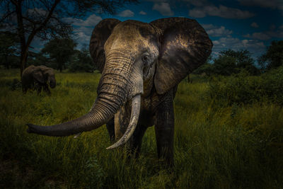 Old elephant in a field