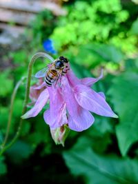 Close-up of bee on purple flower