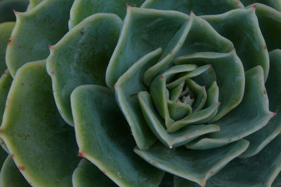 Full frame shot of succulent plant