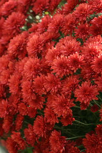 High angle view of red flowering plants