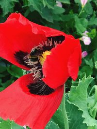 Close-up of red hibiscus flower blooming outdoors