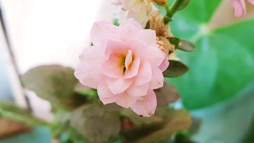 Close-up of pink flower blooming outdoors