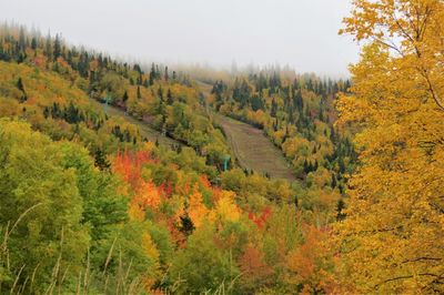 Scenic view of trees in forest against sky during autumn