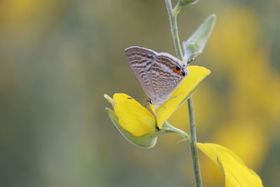 Close-up of butterfly pollinating on yellow flower