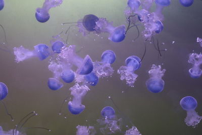 Close-up of jellyfish swimming in sea