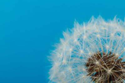 Close-up of dandelion against blue sky