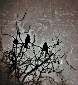 Low angle view of birds perching on bare tree