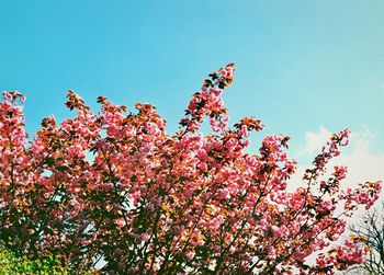 Low angle view of flower tree against clear sky