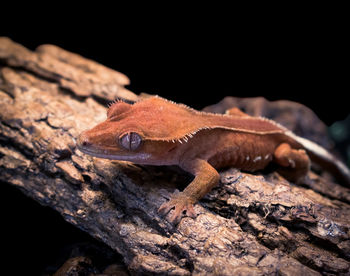 Close-up of lizard on tree trunk