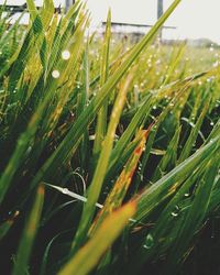 Close-up of grass growing in field