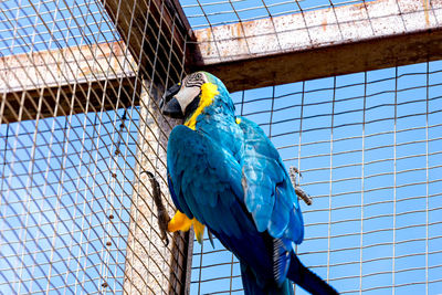 Low angle view of gold and blue macaw perching on cage