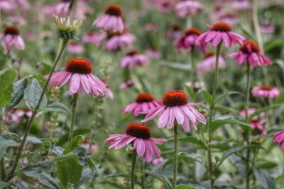 Close-up of pink flower