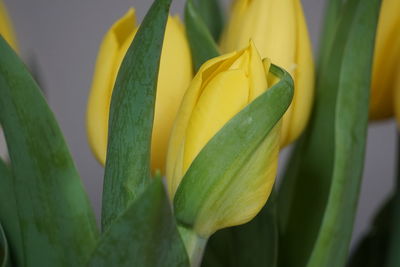 Close-up of yellow flowers