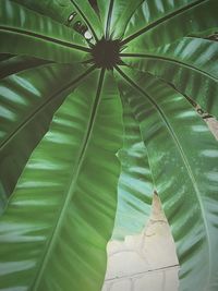 Low angle view of palm leaf