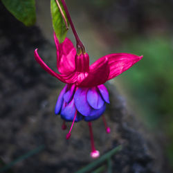 Close-up of purple flower