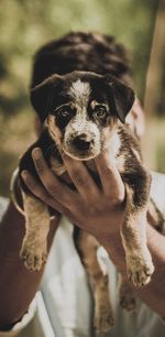 Close-up of hand holding dog