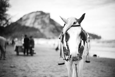 View of horse on beach