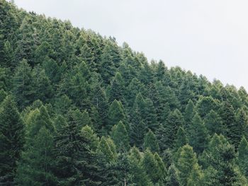 View of lush trees in forest against clear sky