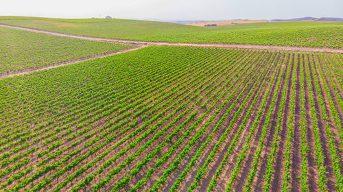 Scenic view of agricultural field