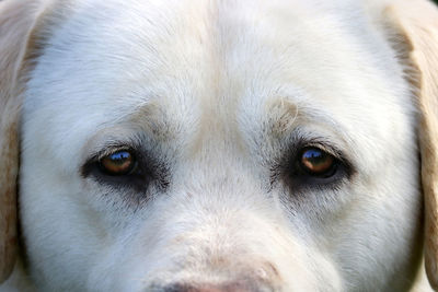 Close-up portrait of dog