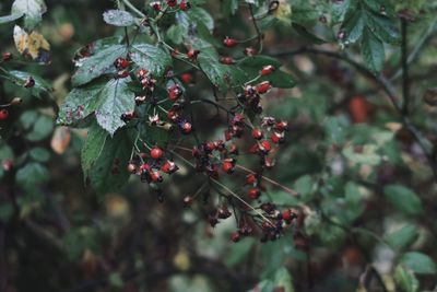 Red berries and green leaves