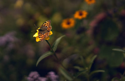 Close-up of insect on flower